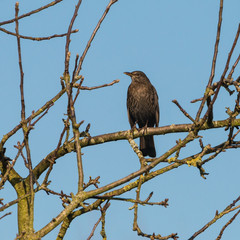 Female Blackbird