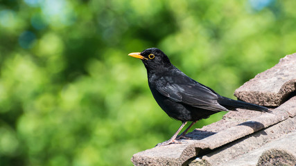Blackbird