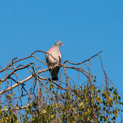 Wood Pigeon