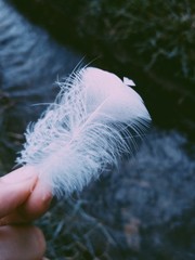 feather in hand