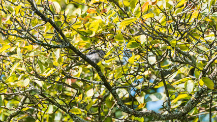 Long Tailed Tit