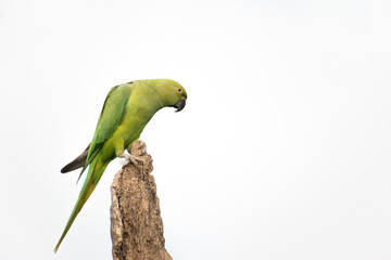 parrot on a branch isolated on white