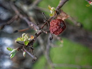 last year's Apple on a branch in spring, Russia.