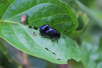 Closeup​ two bug living​ on the green leaves. Insects are breeding together.