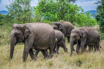 Elephant Family In Wasgamuwa National Park, Sri Lanka © sam