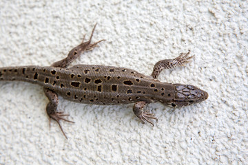 wild lizard natural stone background 