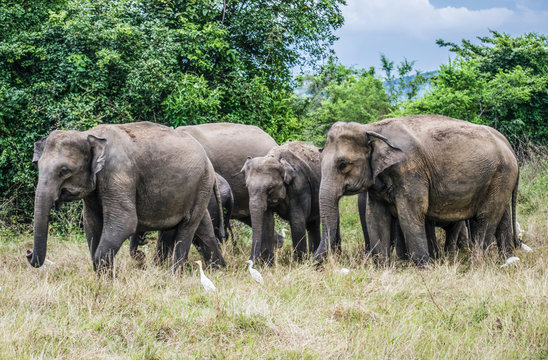 Baby elephant with parents