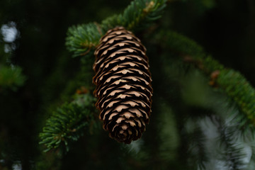Close up of a fir cone in front of green twigs