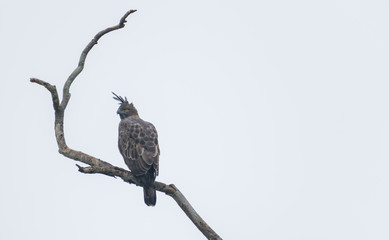 Changeable Hawk-Eagle in Yala National Park, Sri lanka
