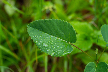 Water drops on a green leaf