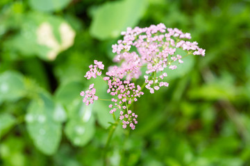 Close up of tiny flowers in the nature