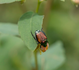 Japanese beetle on a green plant