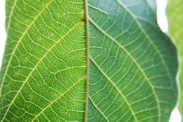 Walnut leaves under the sun light macro. Leaves texture background.