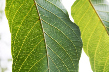 Walnut leaves under the sun light macro. Leaves texture background.