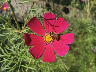butterfly on flower
