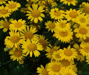 background of yellow flowers