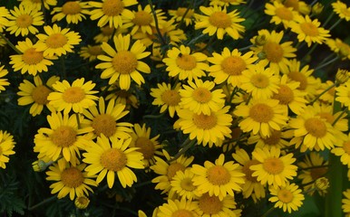 seamless background with yellow flowers