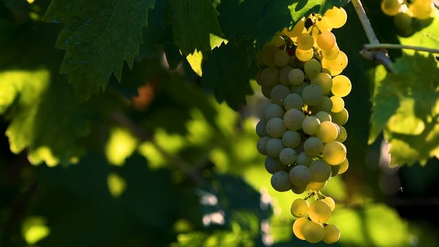 Beautiful ripe bunch of white grape on vineyard move in the wind at sunset in Chianti region. Tuscany, Italy. 4K UHD Video.