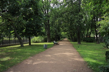 Fototapeta na wymiar alley in a green city park, walking among the big trees