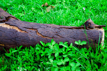 tree cut on green yard for background