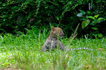 baby leopard in wildlife breeding station.