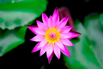 Purple Lotus flower and lotus leaf for background, close up