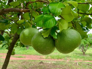 An organic grapefruits on a grapefruit tree