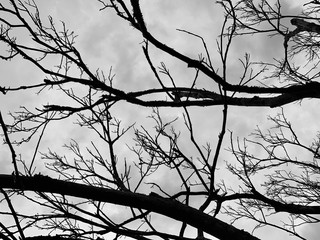 Black and White of Tree branches as abstract background
