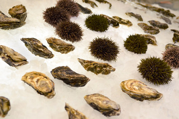 Seafood sea urchins and oysters on the counter of a store or restaurant on ice.