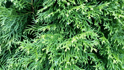 Naklejka na ściany i meble Conifer texture, thuja leaves closeup green nature horizontal photo