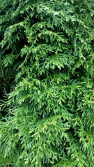 Conifer texture, thuja leaves closeup green nature vertical photo