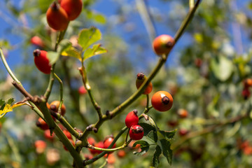 Rosa Canina Branch With Red Fruits