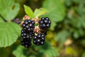Wild Blackberry Branch With Fruits Closeup