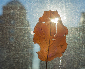 autumn leaf on a motley background. leaf fall. autumn leaf with sunbeam