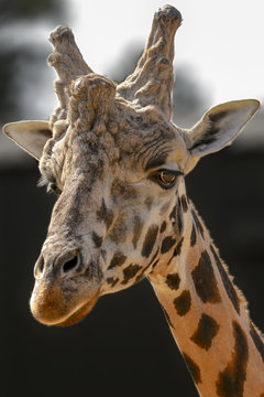 giraffe face portrait
