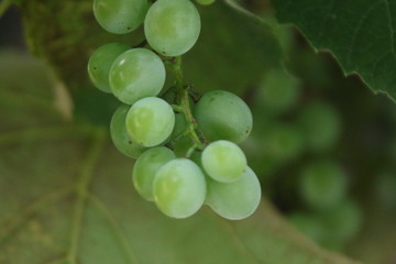 Wine Grapes, Garden in Tirol, Italy