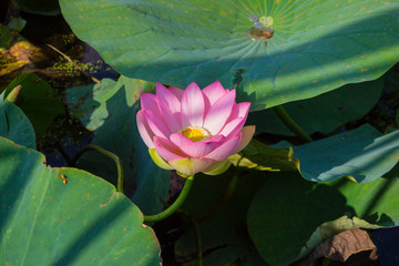 The bud of a lotus flower. Background is the lotus leaf and lotus flower and lotus bud and tree.