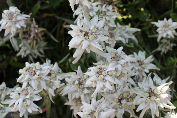 Edelweiss, Blumenwiese in Tirol, Italien