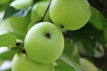 Green  apple, Garden in South Tyrol