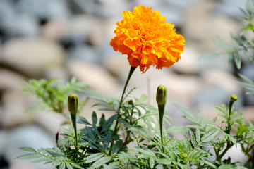the marigold single flower with plant and these blooms.