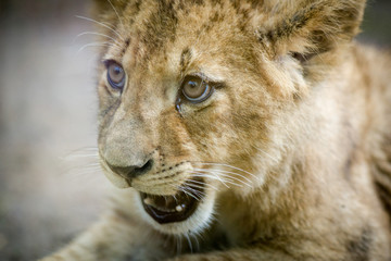 portrait of a lion