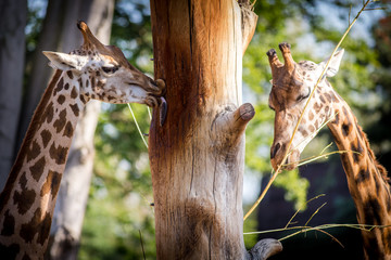 giraffe in the zoo