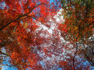 Colorful red maple branch on cloud sky background and copy space
