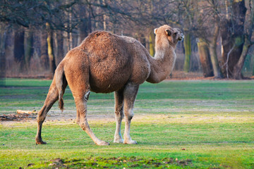 a dromedary walks in a prairie in Africa