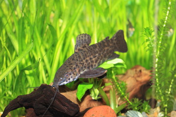 Gray catfish with a long mustache in the aquarium. Around water plants and driftwood.