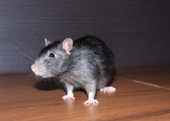 A gray rat stands on the brown floor and looks at us. Rodent pest.