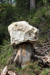 Obraz premium big Stone on a Tree, Lake Karezza, Tirol, Italy