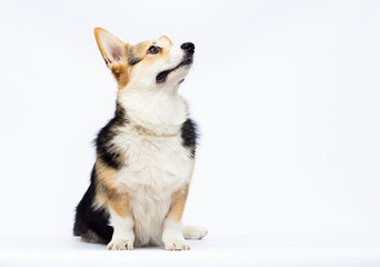 adult welsh corgi breed dog on a white background in full length