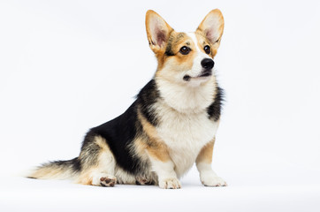 Naklejka na ściany i meble adult welsh corgi breed dog on a white background in full length