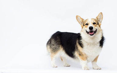 dog smiling breed Welsh Corgi stands in full growth on a white background